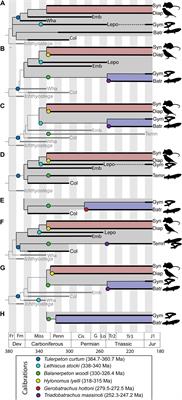 Can We Reliably Calibrate Deep Nodes in the Tetrapod Tree? Case Studies in Deep Tetrapod Divergences